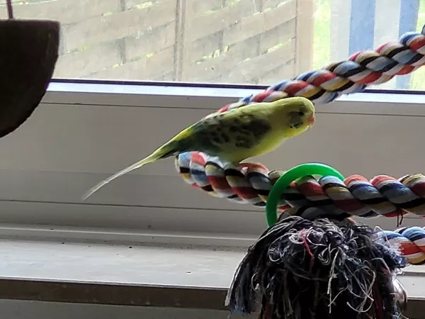 Wellensittich-Bild: Bert hat an der Spirale das Spielzeug entdeckt. Das Spielzeug hängt da schon immer-heute ist es ihm aufgefallen und er hat sich auf den langen Fußweg vom Käfig zur Fensterbank gemacht. Es dauerte natürlich nicht lange und Leo kam dazu. 