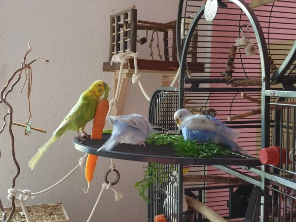 Wellensittich-Bild: Als ich das Möhrengrün und die Möhre hingelegt habe, haben sie sich draufgestürzt. Lenchen und Cindy baden im nassen Möhrengrün. 