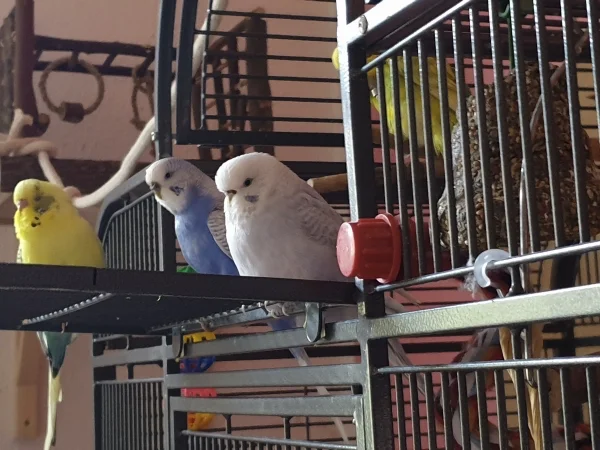 Wellensittich-Bild: Bert, Lenchen und Cindy teilen mir sehr eindrucksvoll mit, dass sie jetzt noch nicht in den Käfig wollen. 