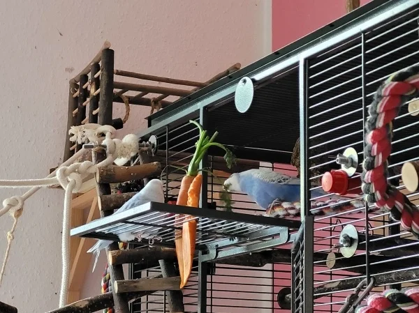 Wellensittich-Bild: Cindy und Lenchen sind dabei die Reste vom Möhrengrün zu vernichten. 