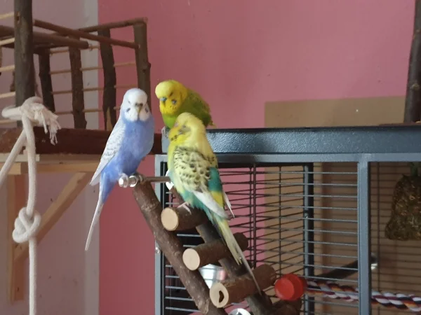 Wellensittich-Bild: Lenchen sitzt mal wieder auf ihrer Lieblingsleiter. Die Jungs leisten ihr Gesellschaft. 