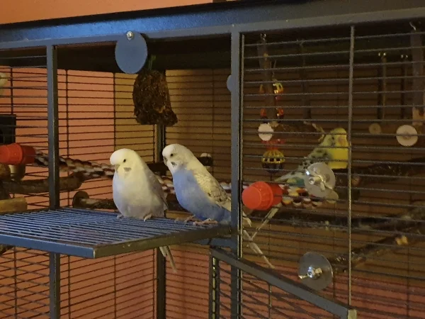 Wellensittich-Bild: Morgendliche Gespräche von Cindy und Lenchen. Bert hört heimlich zu. 