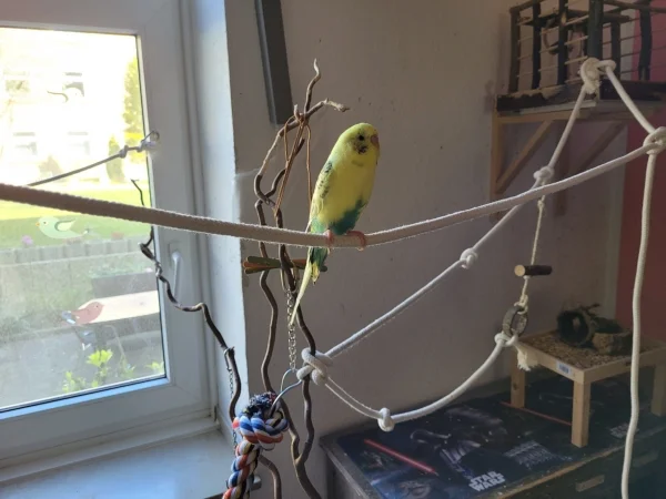 Wellensittich-Bild: Bert sitzt auf dem neuen Seil zwischen Käfig und Wellibaum. Er benutzt das Seil als Autobahn-er rast drüber und ist fast so  schnell, als wenn er fliegen würde. 