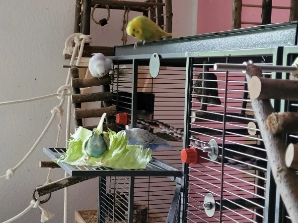 Wellensittich-Bild: Die vier Piepser stürzen sich auf den frischen, nassen Salat. Insgesamt dauerte es 20 Sekunden, bis alle da waren. Guckt Euch mal die Körperhaltung von Cindy und Leo an. 