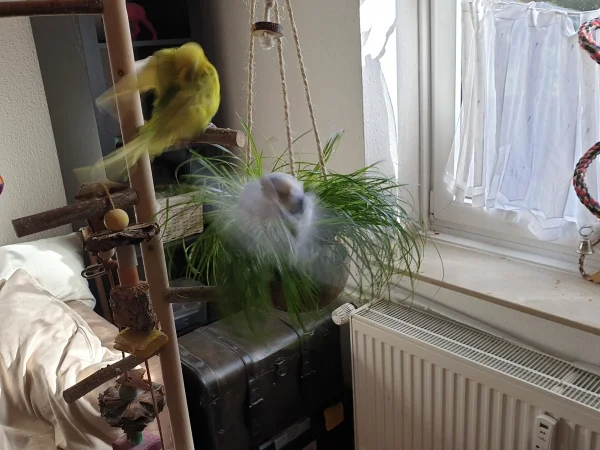 Wellensittich-Bild: Leo und Lenchen bewegen sich genau in dem Moment, wo ich auf den Auslöser gedrückt habe. 