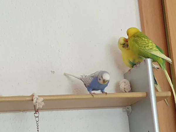 Wellensittich-Bild: Leo füttert Bert und Lenchen überlegt, was sie als nächstes anstellen kann. 