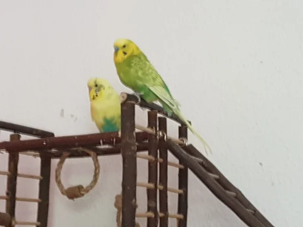Wellensittich-Bild: Bert und Leo unterhalten sich gerade über die Mädels-bitte nicht stören!