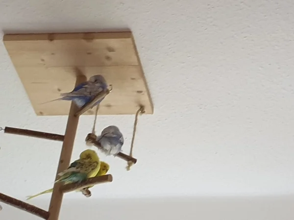 Wellensittich-Bild: Lenchen, Cindy, Bert und Leo halten ein Nickerchen. 