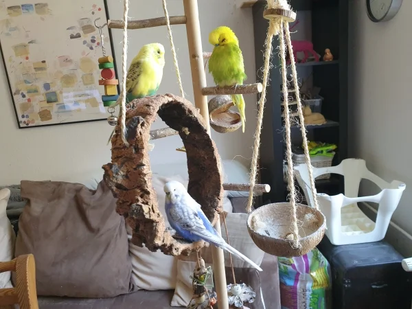 Wellensittich-Bild: Bert, Lenchen und Leo chillen zusammen. Sie lieben den großen Korkring sehr. 