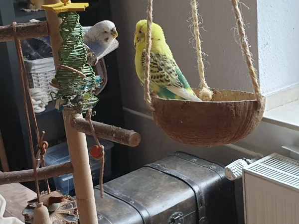 Wellensittich-Bild: Lenchen hat mit Bert was Wichtiges zu besprechen. Er hört brav zu. 