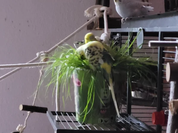 Wellensittich-Bild: Bert war als Erster auf dem Topf mit dem Katzengras. Dann hat Leo sich daneben gequetscht. 