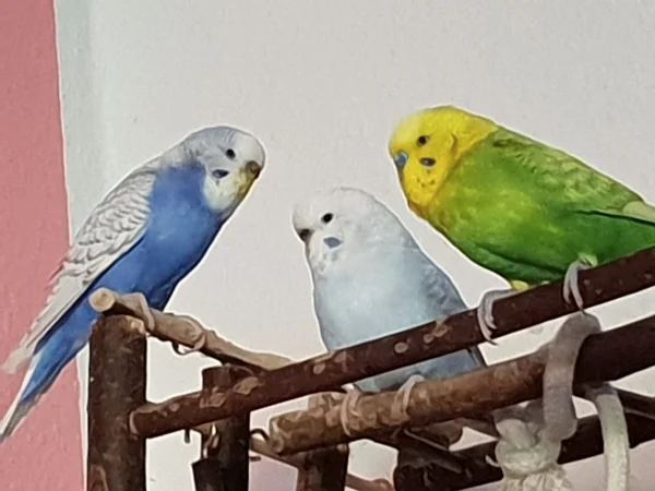 Wellensittich-Bild: Lenchen, Cindy und Leo sitzen gemütlich beieinander und chillen. 
