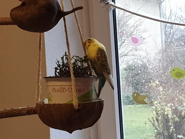 Wellensittich-Bild: Bert turnt auf der Kokosnuss herum. 