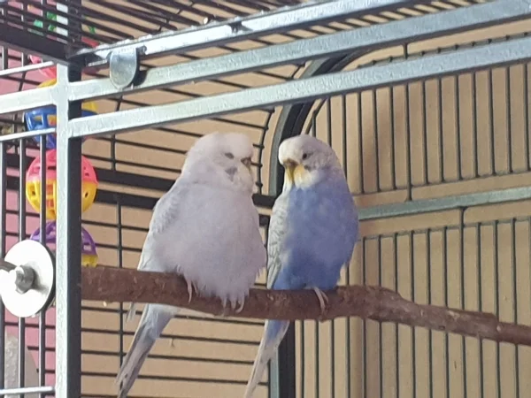 Wellensittich-Bild: Cindy und Lenchen sitzen eng beieinander und quatschen. Cindy hat die Äuglein geschlossen und bei Lenchen sieht man ganz deutlich, was sie vorher geschreddert hat. 