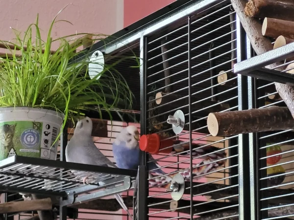Wellensittich-Bild: Ich habe das Katzengras mit Wasser eingesprüht, was besonders Cindy gerne mag. 