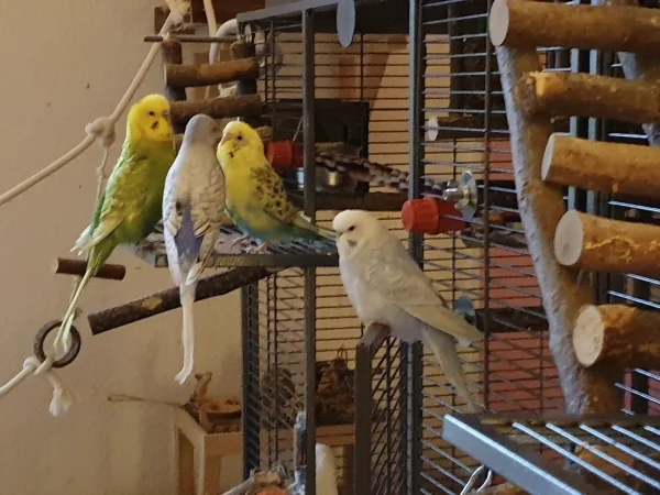 Wellensittich-Bild: Die Jungs baggern Lenchen an, Cindy entspannt. 