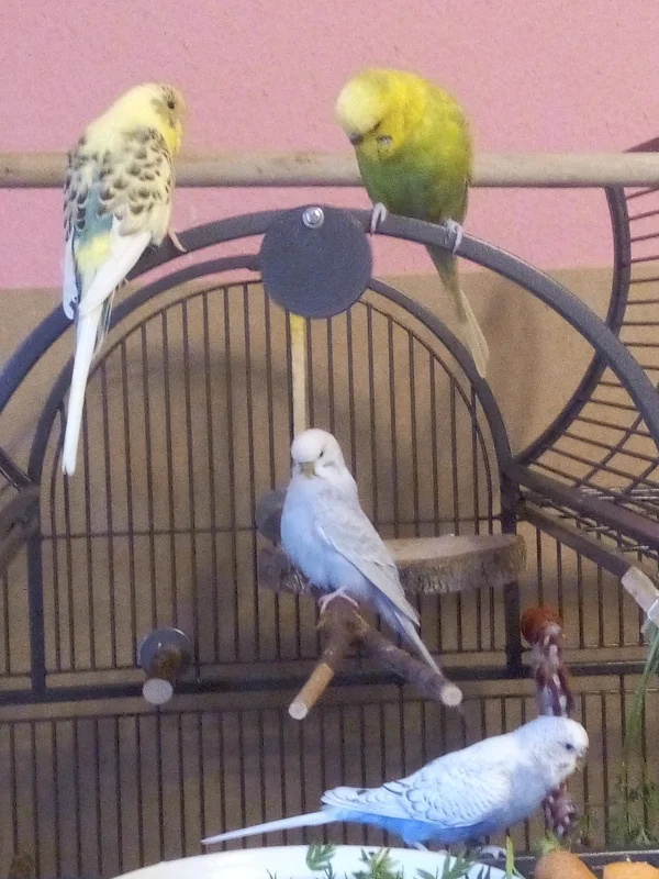 Wellensittich-Bild: Auf dem Bild sitzen meine Vier auf dem Käfig. Oben links Bert, oben rechts Leo, in der Mitte Cindy, unten Lenchen