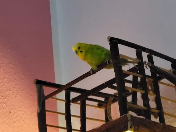 Wellensittich-Bild: Leo hat mal nachgeguckt, ob mit dem Spielplatz noch alles in Ordnung ist. Die Piepser sind auf diesem Spielplatz fast gar nicht mehr, da die beiden Nichtflieger dort nicht hinkommen. 