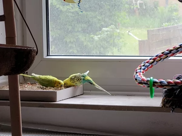 Wellensittich-Bild: Leo und Bert sind zusammen auf der Pickwiese auf der Fensterbank. Bert klettert dafür über die Seile und Spiralen auf die Fensterbank, da er ja dort nicht hinfliegen kann. Gerne spielen die Jungs Tauziehen mit einem Grashalm. 