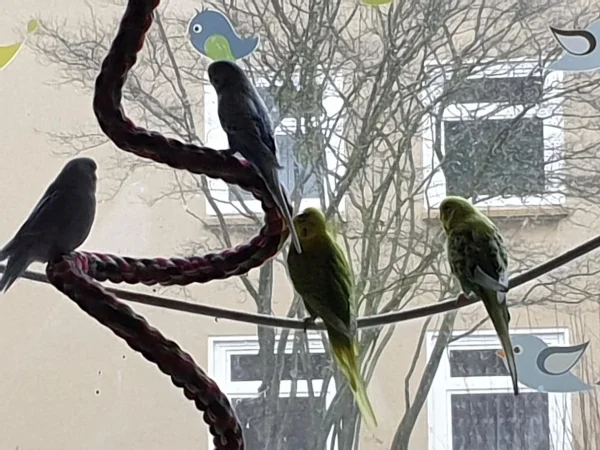 Wellensittich-Bild: Die Piepser gucken leidenschaftlich gerne, was im Garten-TV läuft..