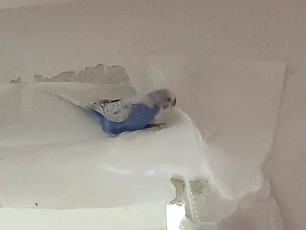 Wellensittich-Bild: Lenchen ist der Meinung, dass hier das Zewa nicht hingehört. 