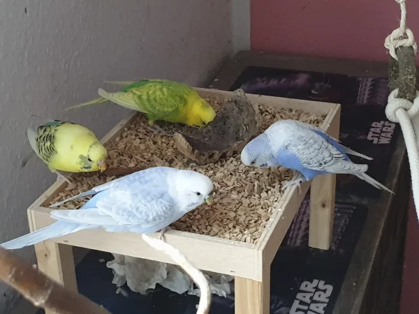 Wellensittich-Bild: Cindy, Lenchen, Bert und Leo sind gleichzeitig in der Wühlkiste-und das ohne Streiten oder Gackern. 