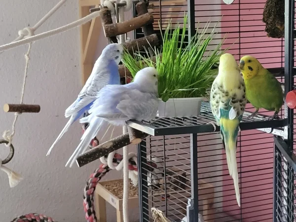 Wellensittich-Bild: Alle 4 knabbern am Gras, Cindy hat sich vorsichtshalber aufgeplustert, da das Gras nass ist. Hier sieht man bei Bert, dass er keine Schwungfedern mehr hat.  