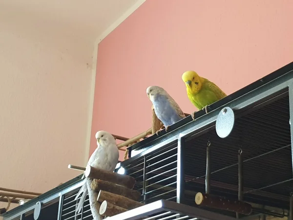 Wellensittich-Bild: Cindy, Lenchen und Leo sitzen auf dem Käfig, um alles im Blick zu haben. 