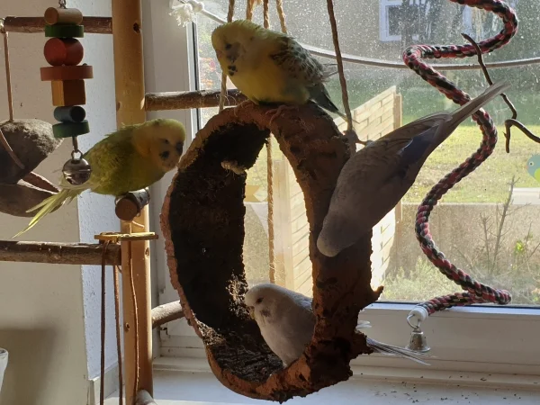 Wellensittich-Bild: Leo, Bert, Cindy und Lenchen halten sich gerne zu Viert am Korkring auf. 