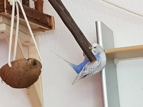 Wellensittich-Bild: Lenchen wäre fast von der Leiter geplumpst, konnte sich aber noch retten. 