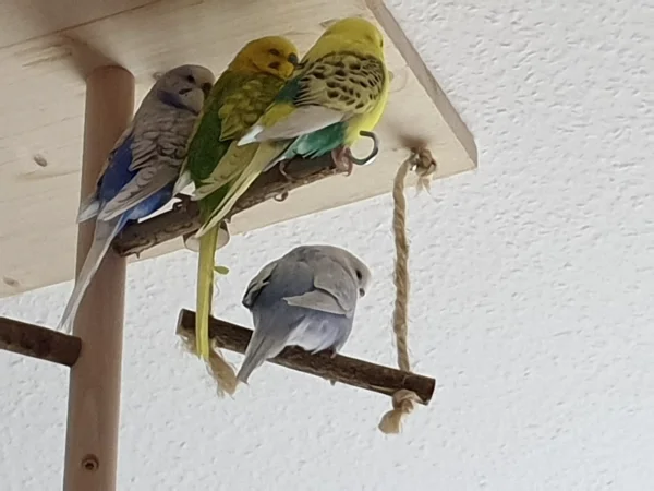Wellensittich-Bild: Lenchen, Leo und Bert haben sich zusammen auf eine Stange gequetscht. Cindy nimmt lieber die gemütliche Schaukel. 