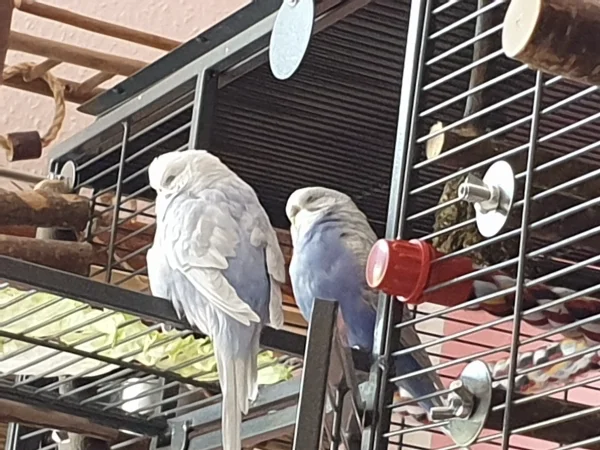 Wellensittich-Bild: Cindy und Lenchen machen zusammen ein Nickerchen. 