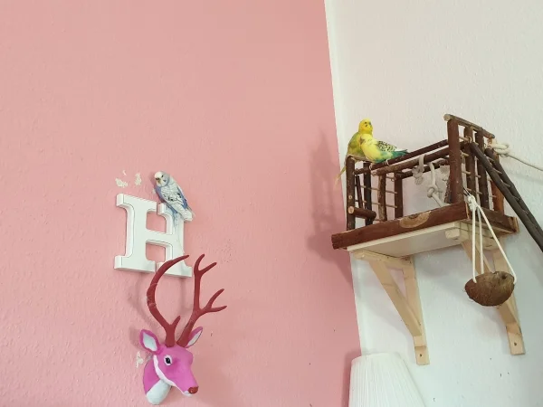 Wellensittich-Bild: Lenchen sitzt auf dem H. Die Jungs überlegen, ob für sie auch noch Platz ist. 