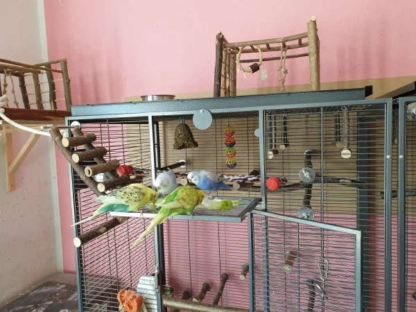 Wellensittich-Bild: Bert, Leo, Cindy und Lenchen futtern Salat. 