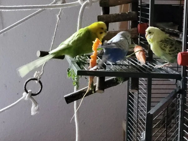Wellensittich-Bild: Das Möhrchen haben Lenchen, Leo und Bert zusammen kreiert. 