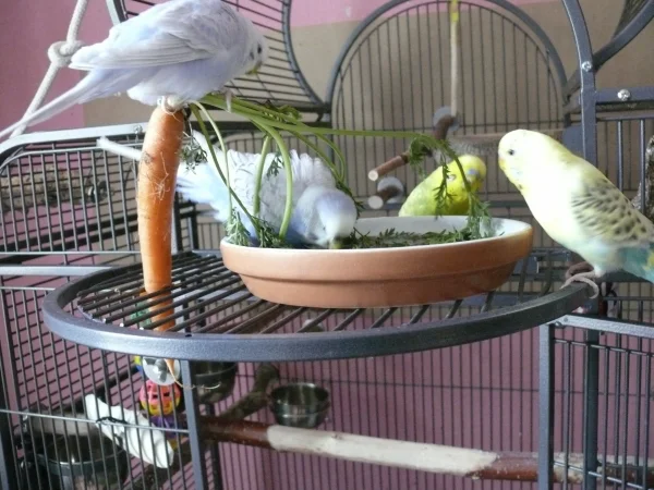 Wellensittich-Bild: Cindy hat den Mount Möhre bestiegen. Lenchen badet, Leo und Bert gucken zu. 