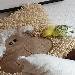 Bert und das Schaf