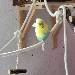 Bert in der Sonne