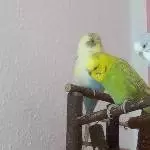 Bert, Leo und Lenchen
