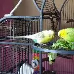 Bert und Leo fressen Salat