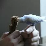 Lenchen mag Hirse