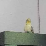 Bert guckt in die Ferne