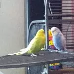 Leo und Lenchen