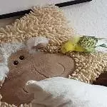 Bert und das Schaf