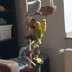 Das Wichtelgeschenk