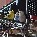 Bert und die Mädels