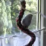 Cindy am Fenster