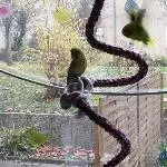 Der fliegende Knubbel