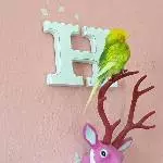 Leo und der rosa Hirsch