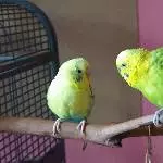 Bert und Leo